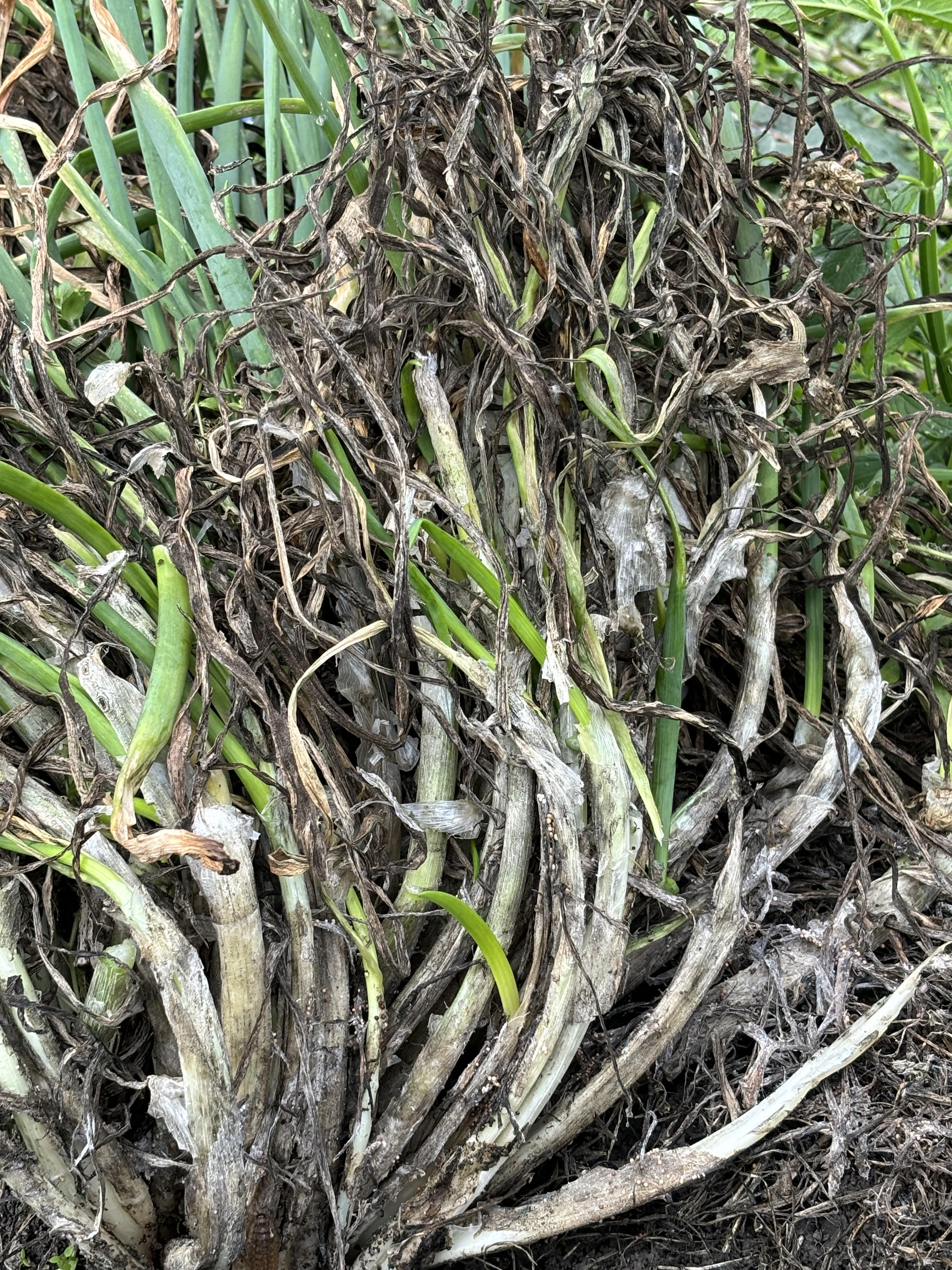 An infected onion plant.